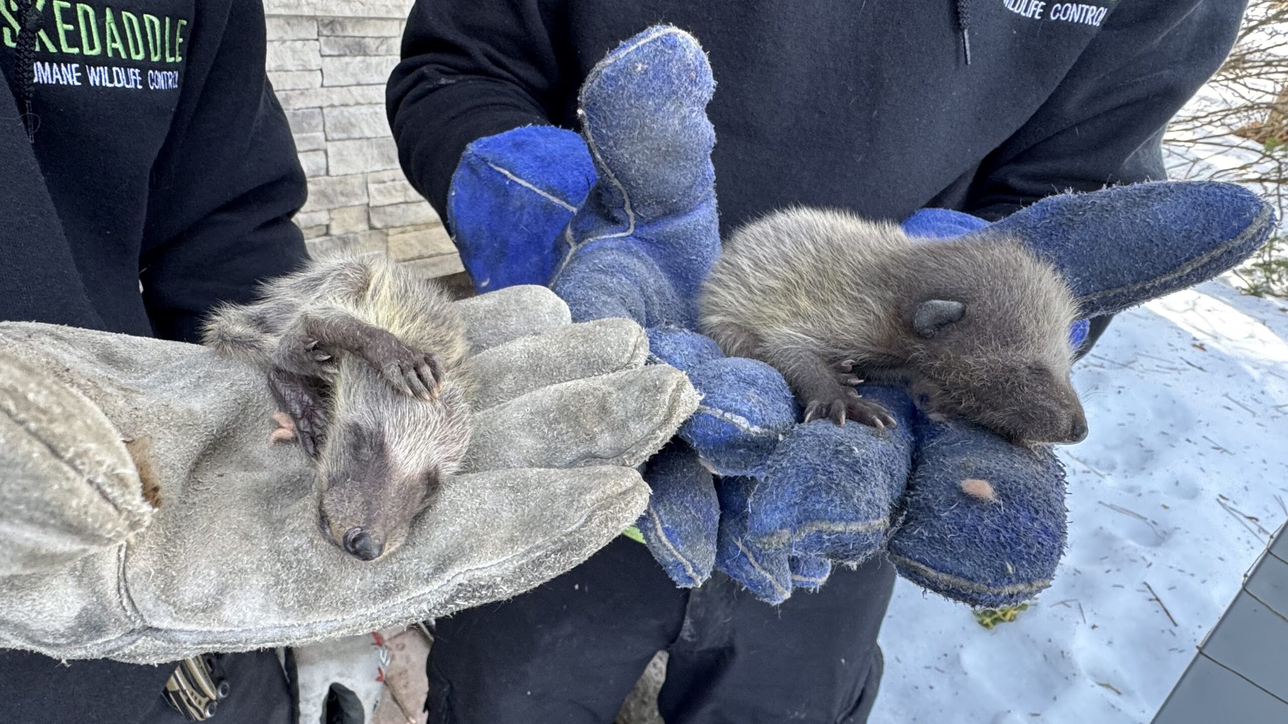 Steps to Reinforce Your Home Against Future Raccoon Infestations