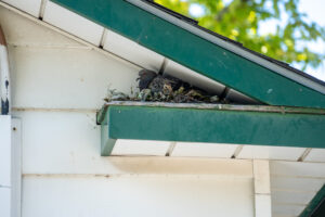 Stop Bird Nest Vents Issues Before They Escalate