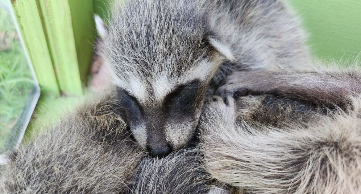 Ten Effective Ways to Prevent Raccoon Encounters in Your Baltimore Property