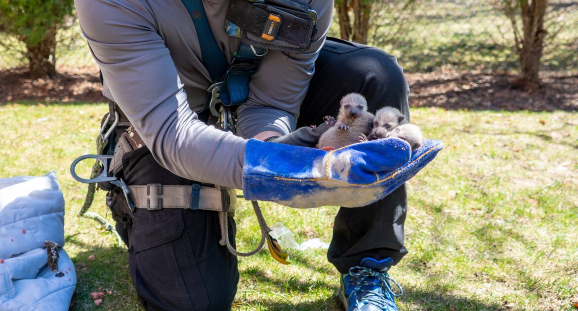 The Challenges of Raccoon Removal in Urban Areas - Strategies for Success