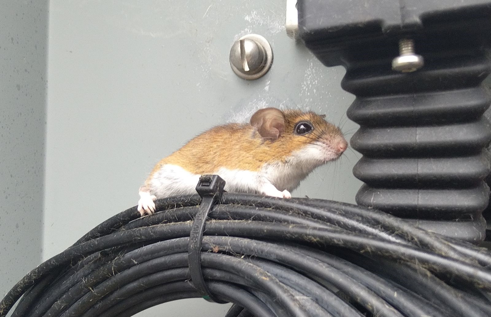 The Connection Between Clutter and Mouse Infestations