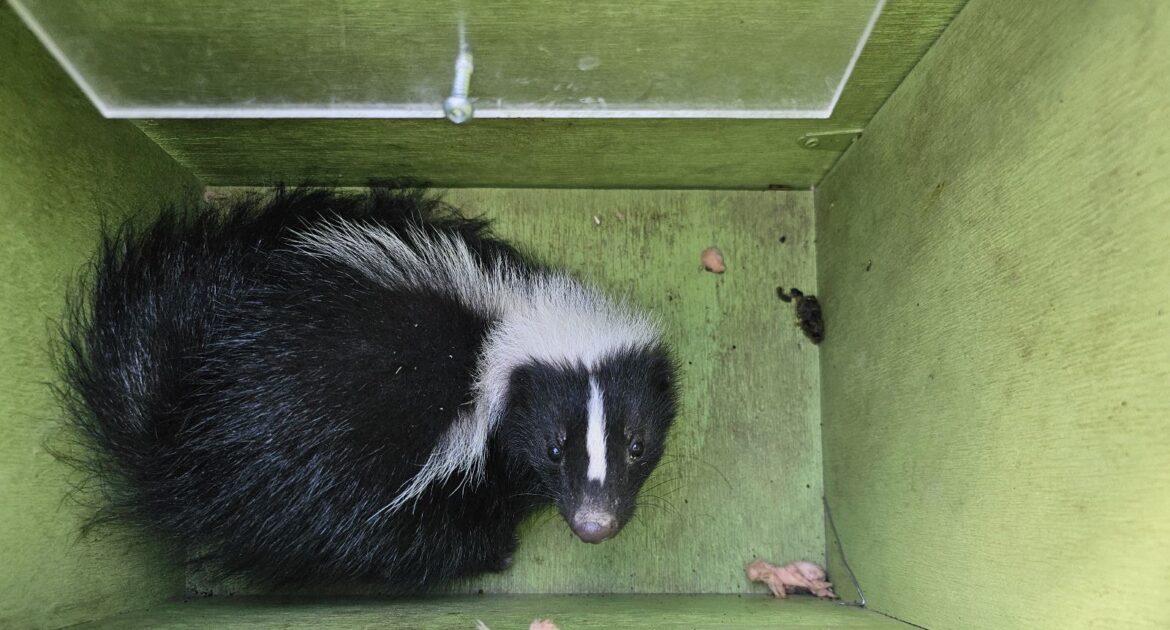 The Hidden Dangers of Skunk Spray and How to Avoid It