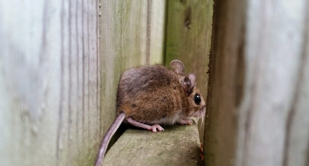 The Psychology of Mouse Infestation Why They Choose Your Home