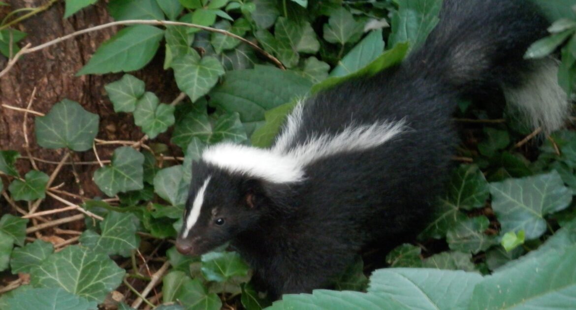 The Untold Risks of Skunk Denning Under Your Deck or Shed