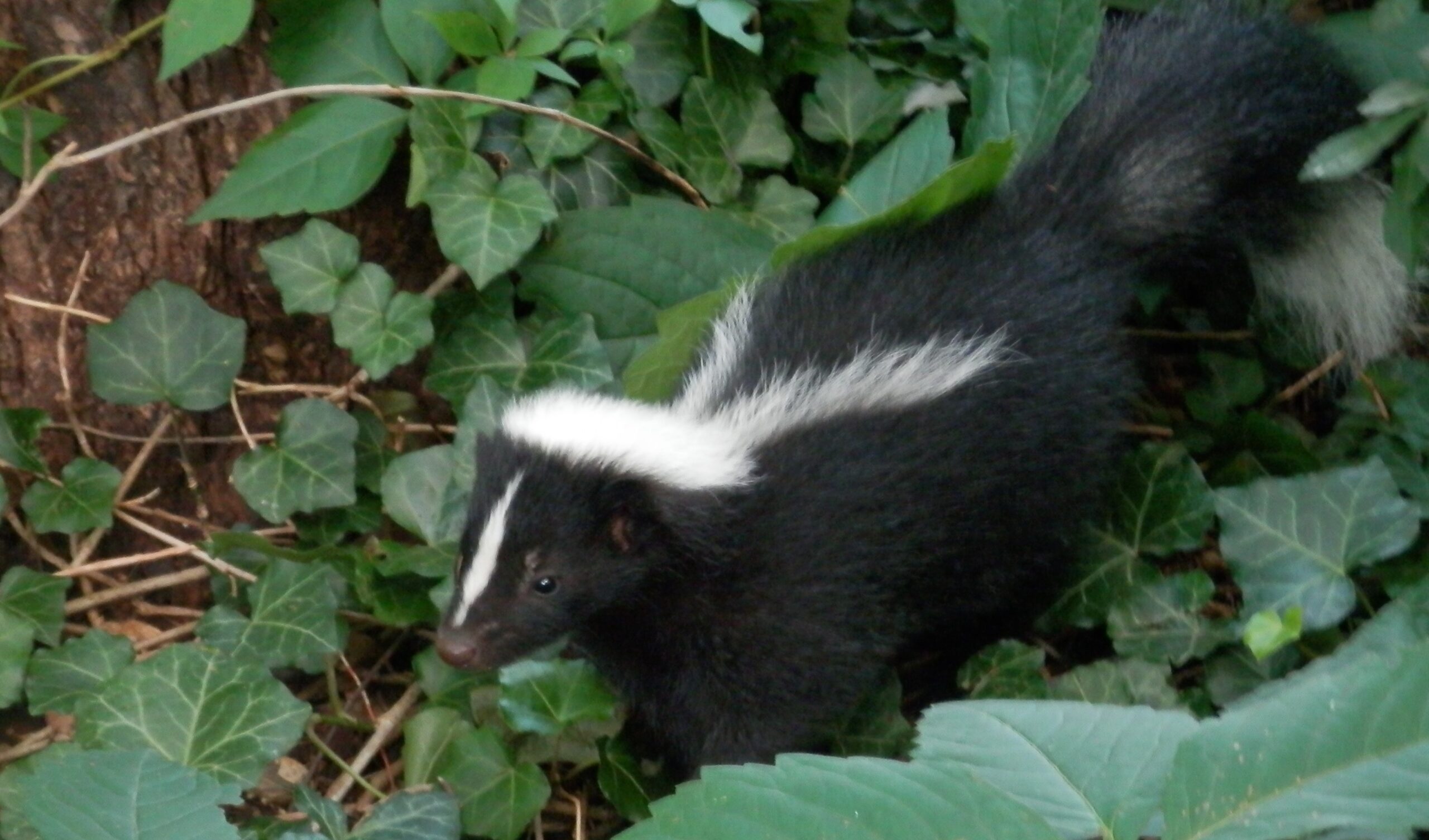 The Untold Risks of Skunk Denning Under Your Deck or Shed