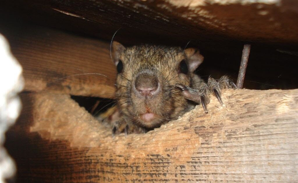 Top Signs You Have a Squirrel Problem in Your Attic