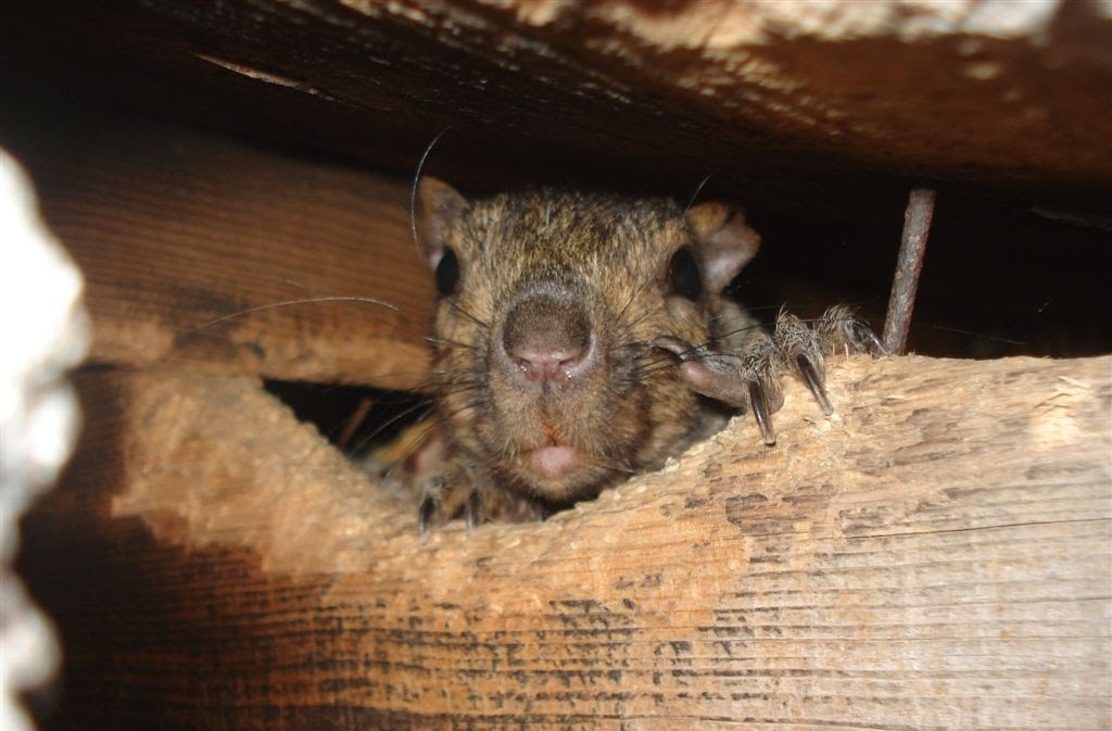 Top Signs You Have a Squirrel Problem in Your Attic