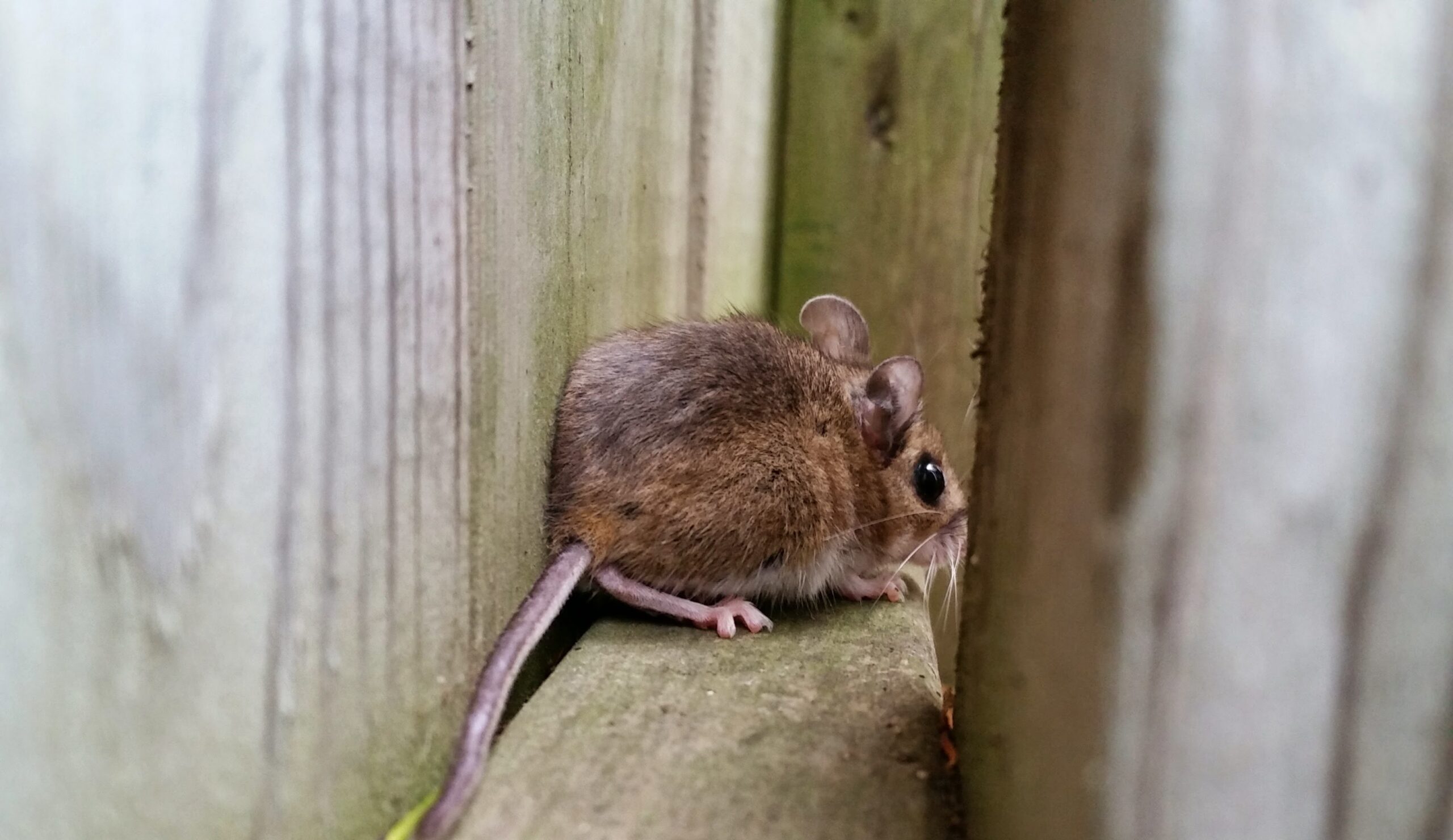 Toronto Wildlife Control - Are Mice Attracted To Your Basement