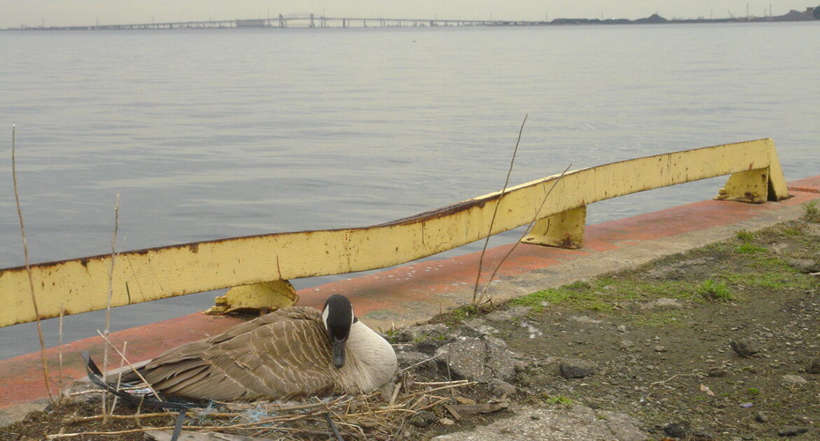 What Attracts Canada Geese to Your Lawn