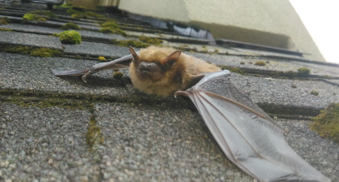 What Is The Best Time Of The Year For Bat Removal in Columbus