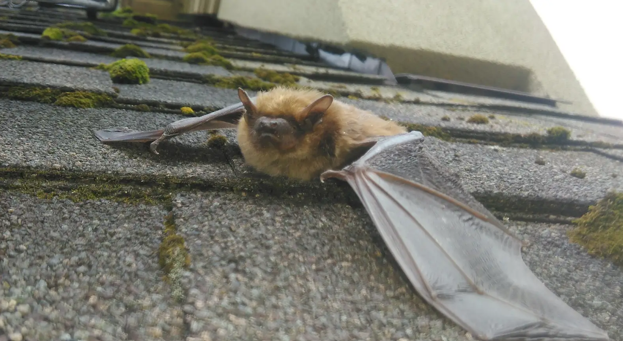 What Is The Best Time Of The Year For Bat Removal in Columbus