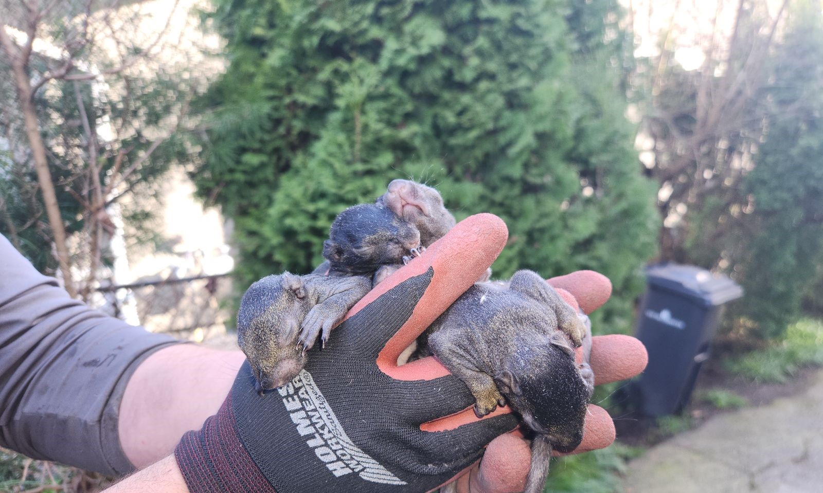 Why DIY Squirrel Removal Could Do More Harm Than Good