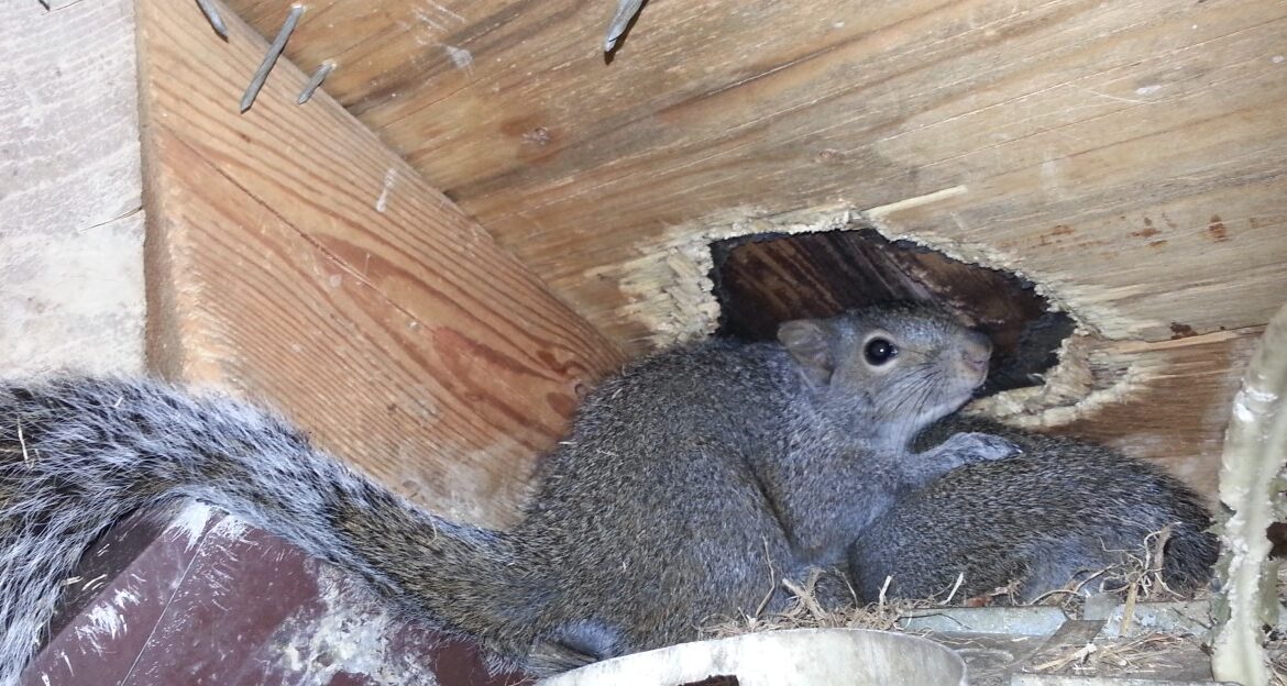 Why Humane Squirrel Removal Matters for Your Home and Wildlife