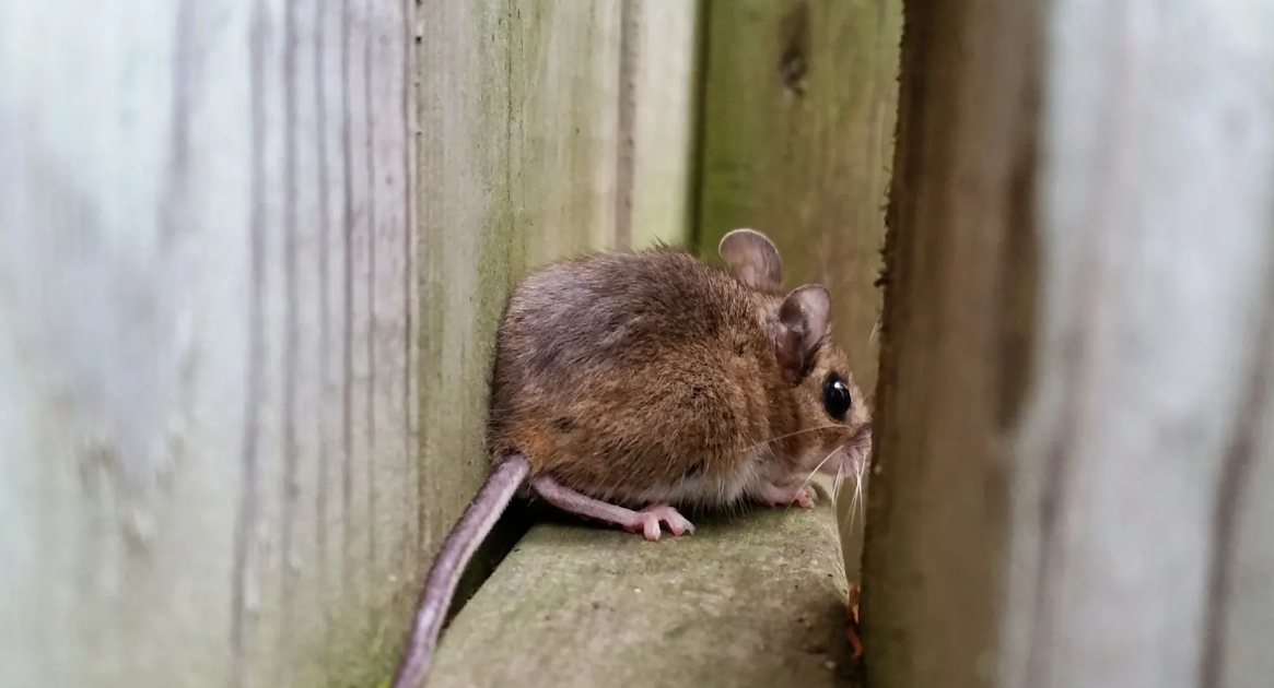 York Region Wildlife Control - What Is Attracting Mice To Your Porch