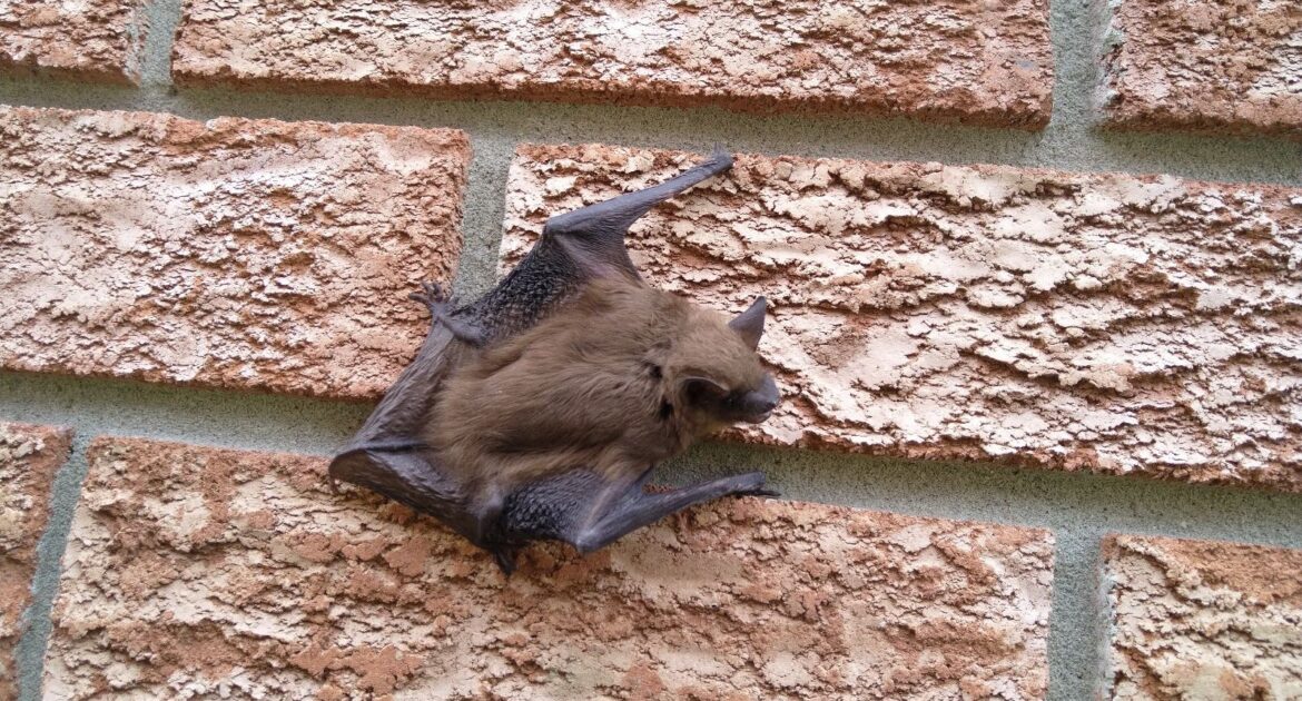 A 60% Increase in Animal Rabies - What This Means For Your Family's Safety