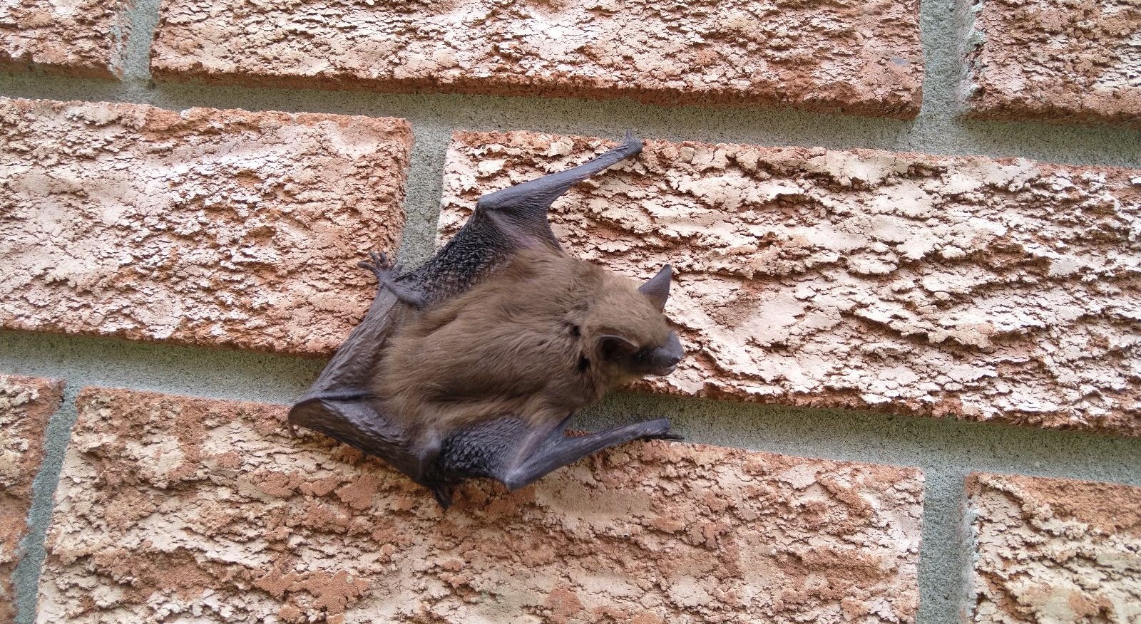 A 60% Increase in Animal Rabies - What This Means For Your Family's Safety