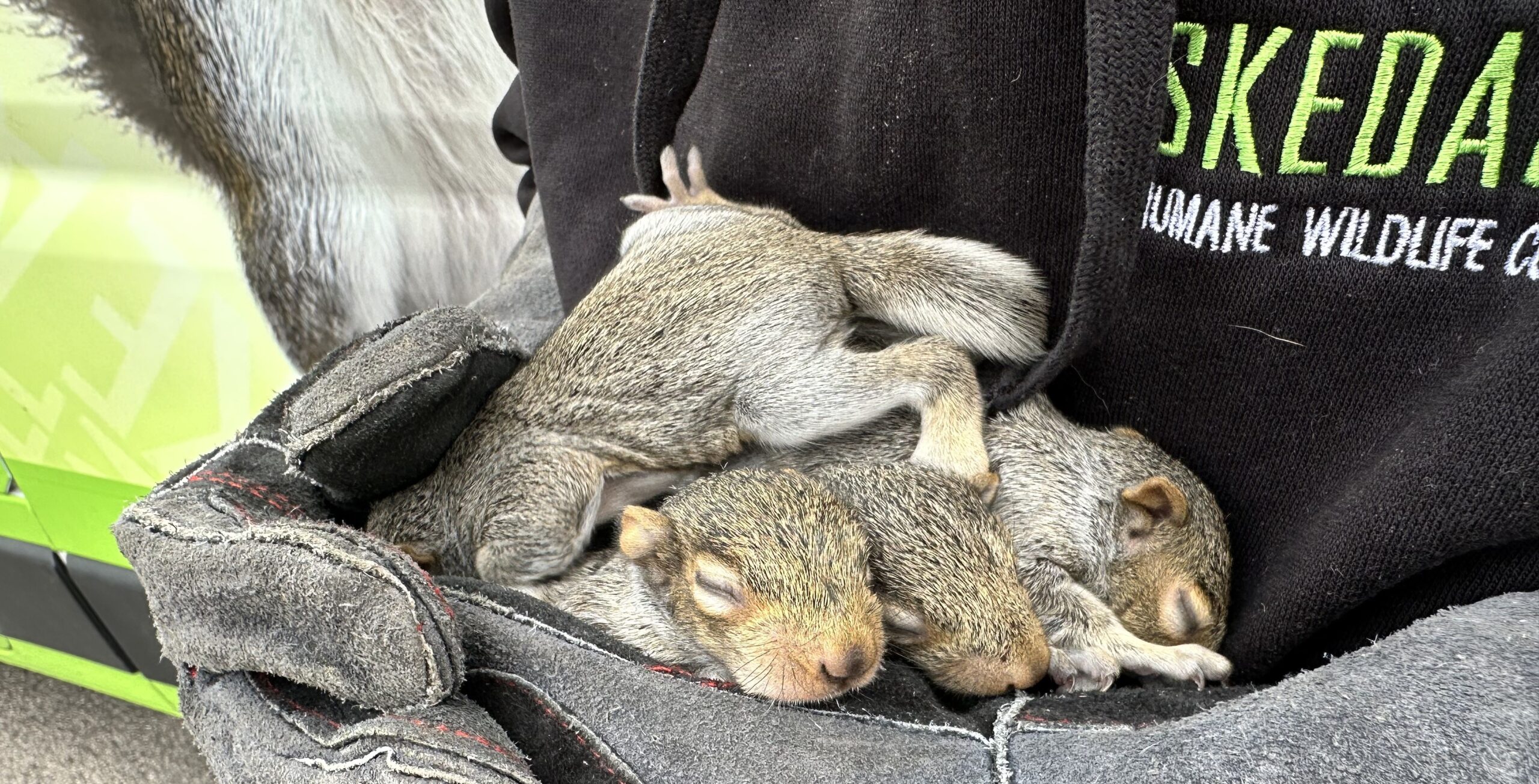 Are Squirrels and Birds Sharing Your Chimney