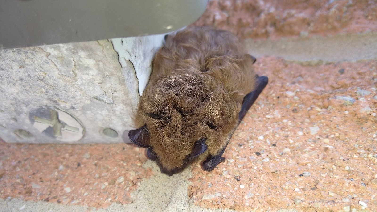Bat Droppings and Stains - How to Recognize and Address Infestations