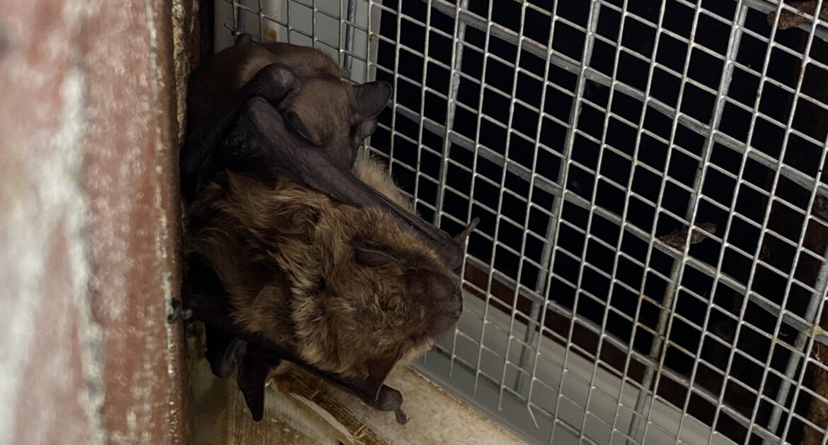 Bat Rabies - Myths, Facts, and Prevention