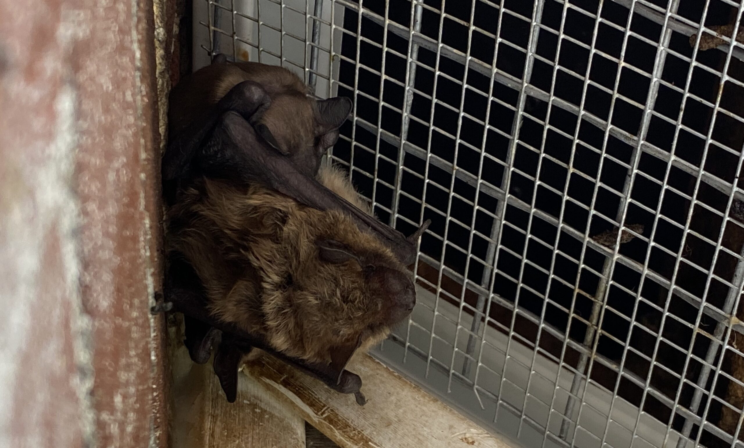 Bat Rabies - Myths, Facts, and Prevention