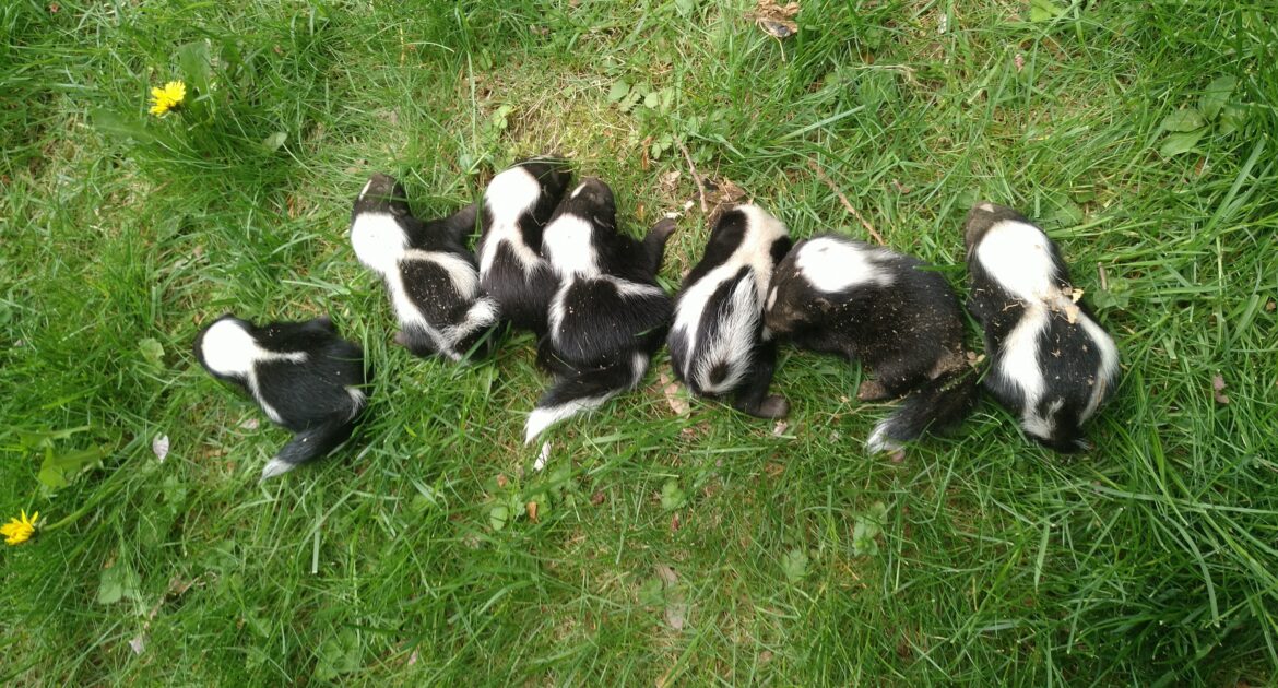 Best Ways To Keep Skunks Away From Your Property