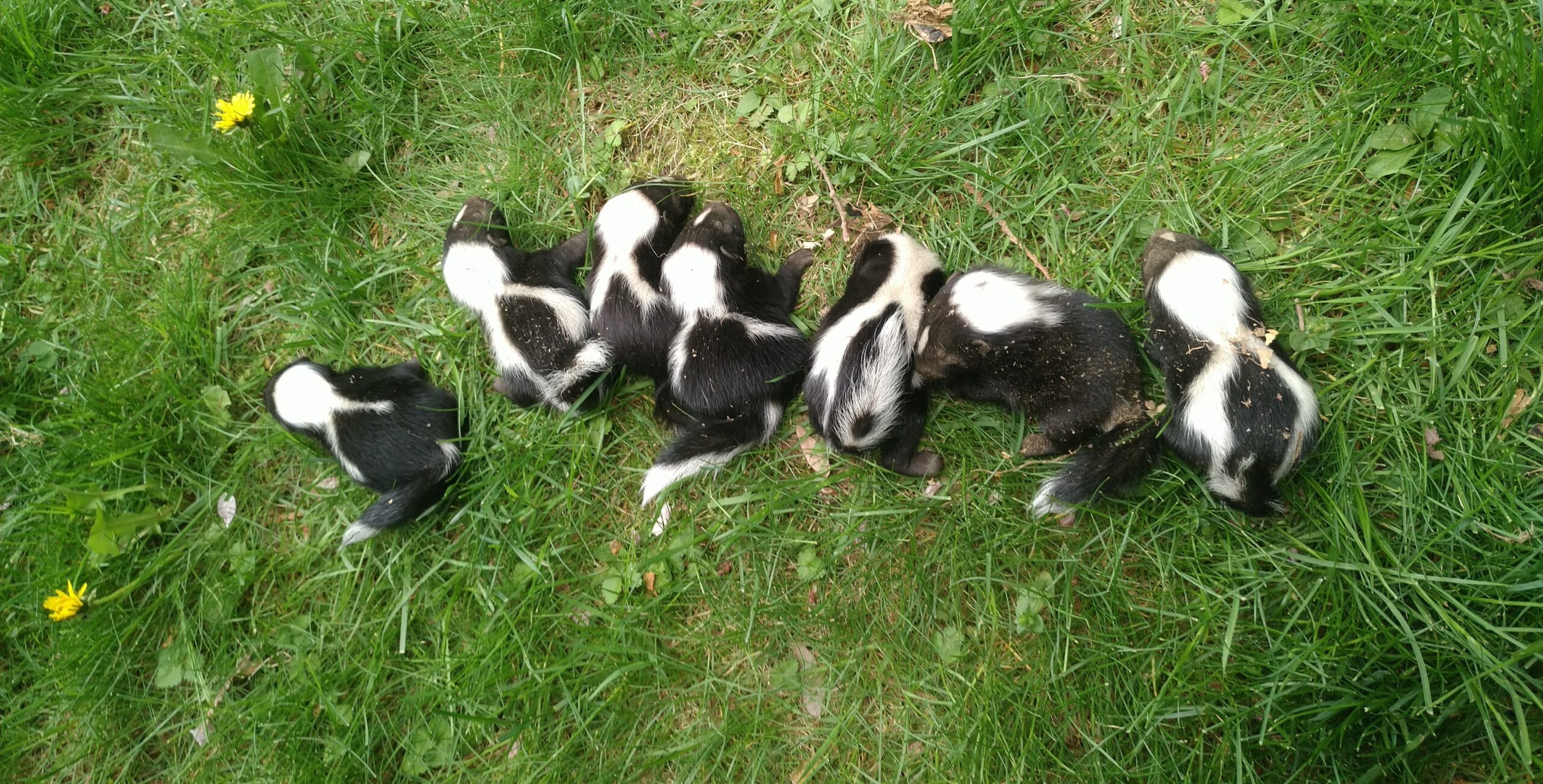 Best Ways To Keep Skunks Away From Your Property