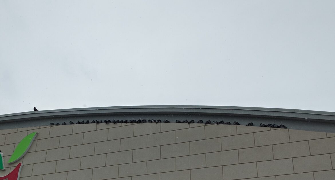 Bird Droppings - The Dangers to Your Home and Health