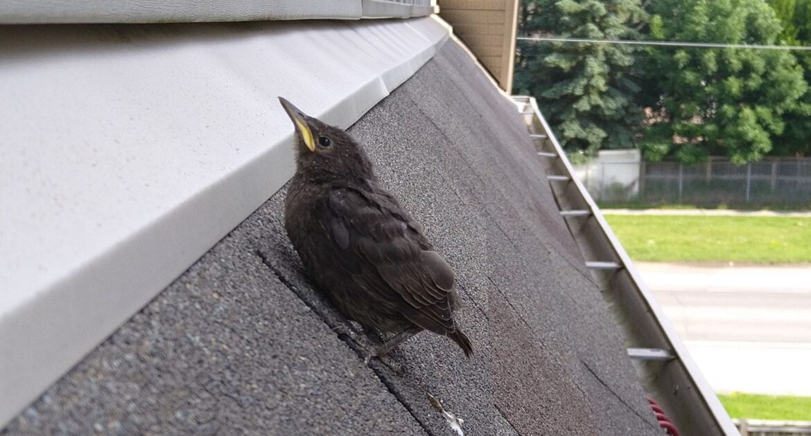 Birds In Your Business - How To Deal With Nests And Babies This Spring