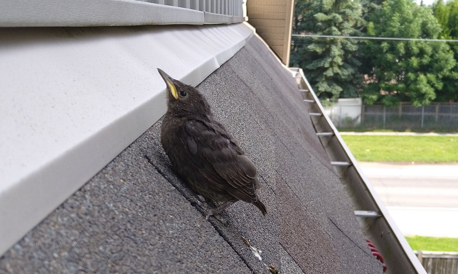 Birds In Your Business - How To Deal With Nests And Babies This Spring