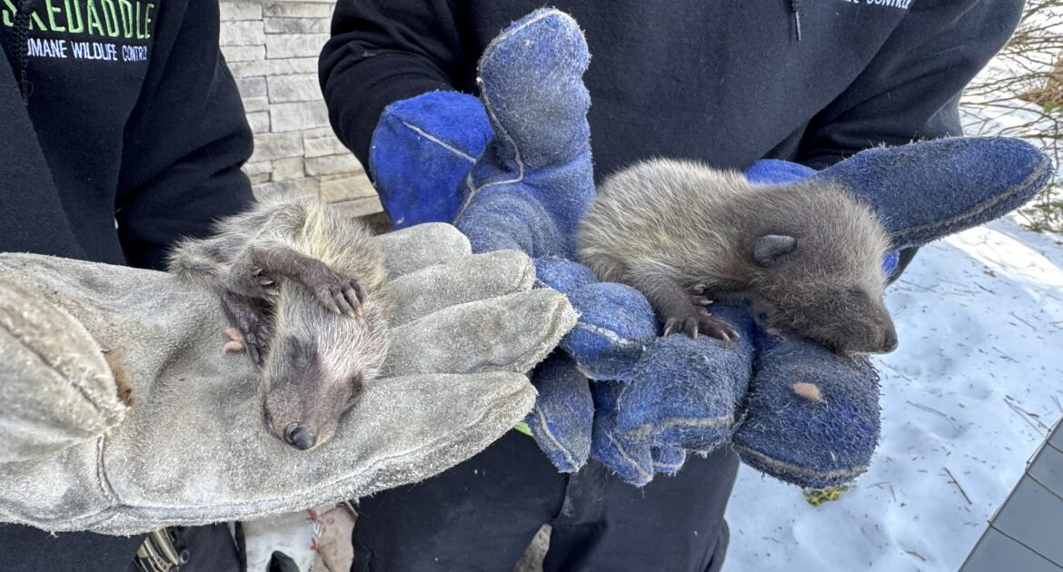 Can Raccoons Invade Your Basement