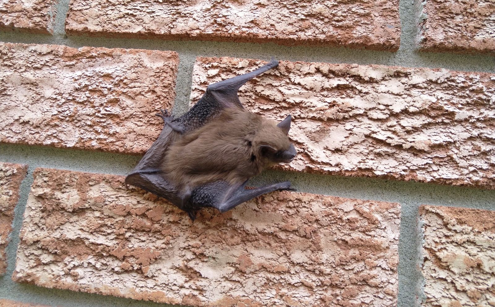 Can You Have Bats Humanely Removed In The Summer