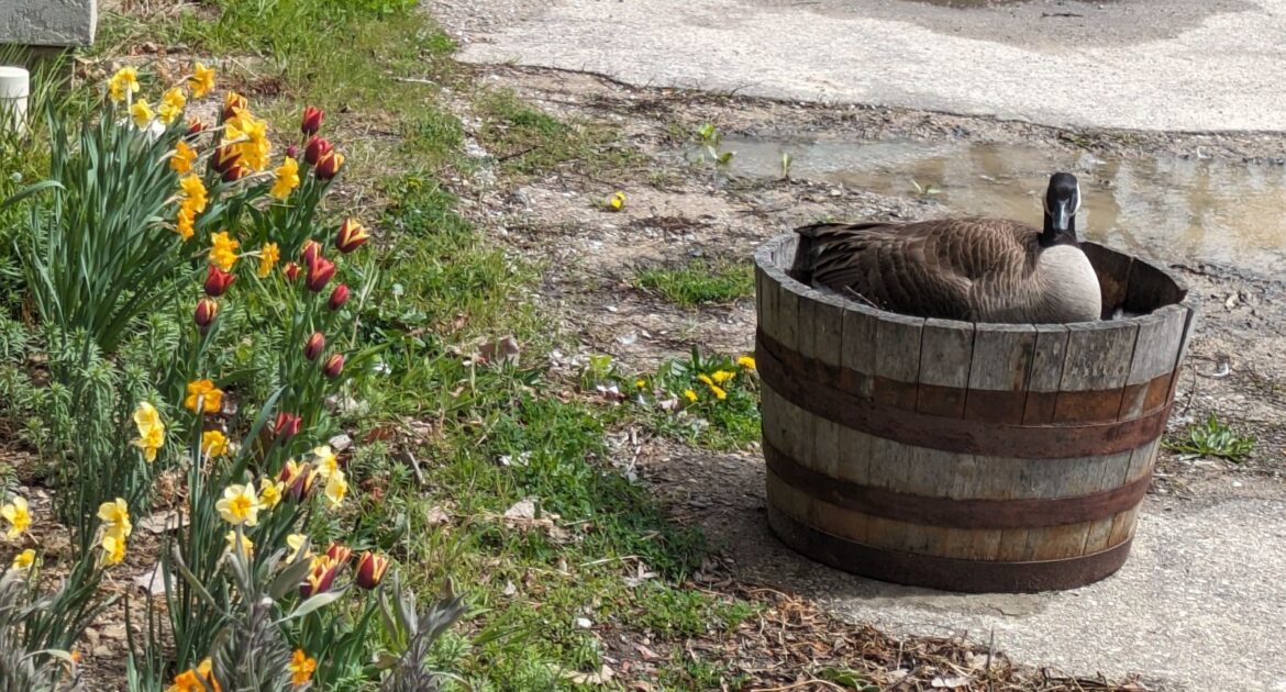 Canada Geese on Your Property - Managing Conflicts Humanely