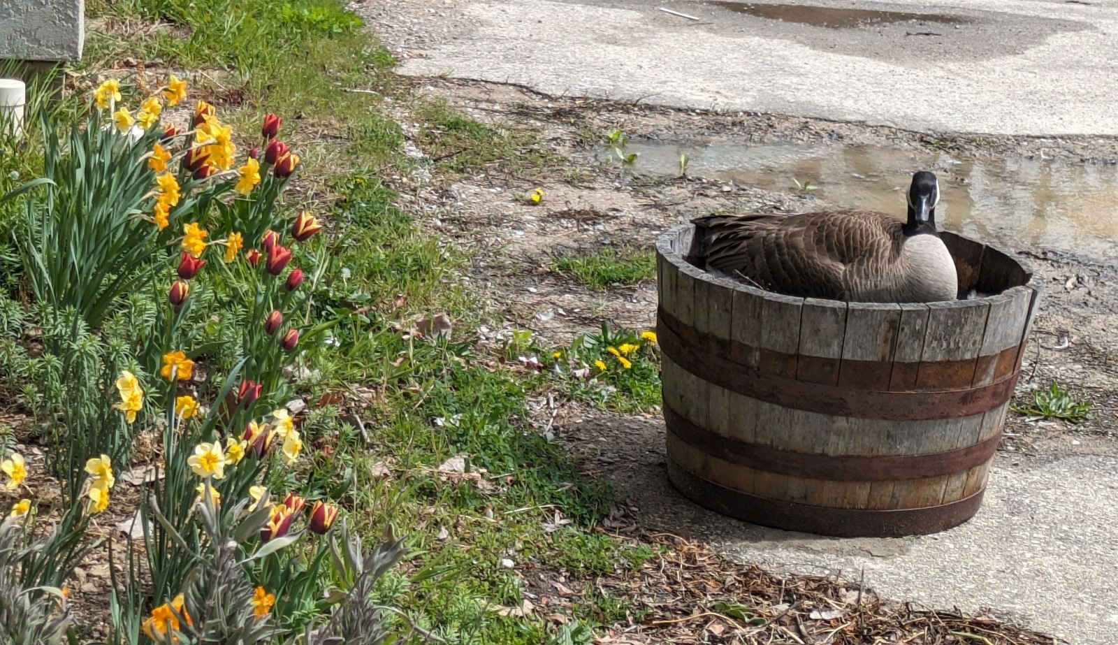 Canada Geese on Your Property - Managing Conflicts Humanely
