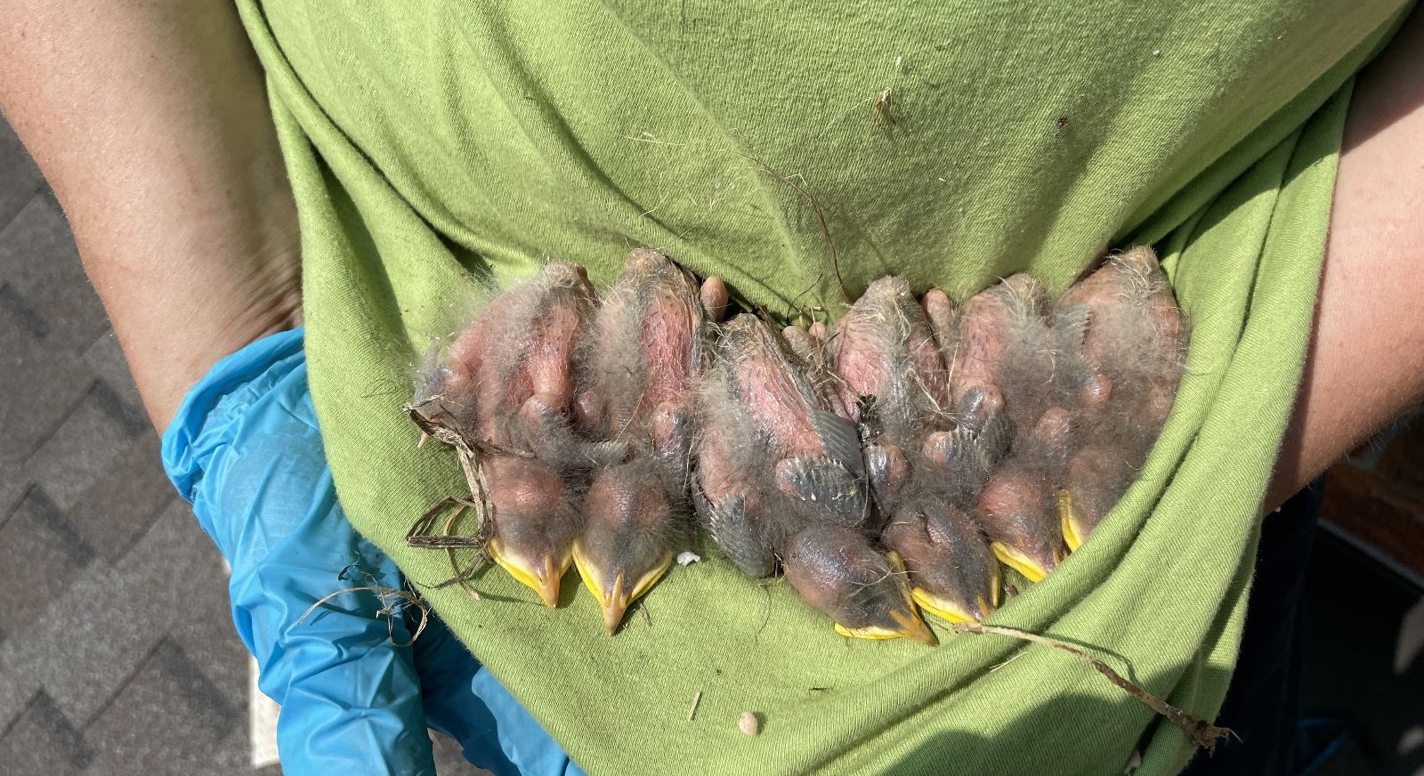 Chirping in the Chimney - A Guide to Identifying Nesting Birds in Your Home