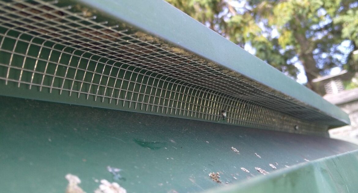 Dealing with Crows Around Your Home and Managing Noise Disruptions