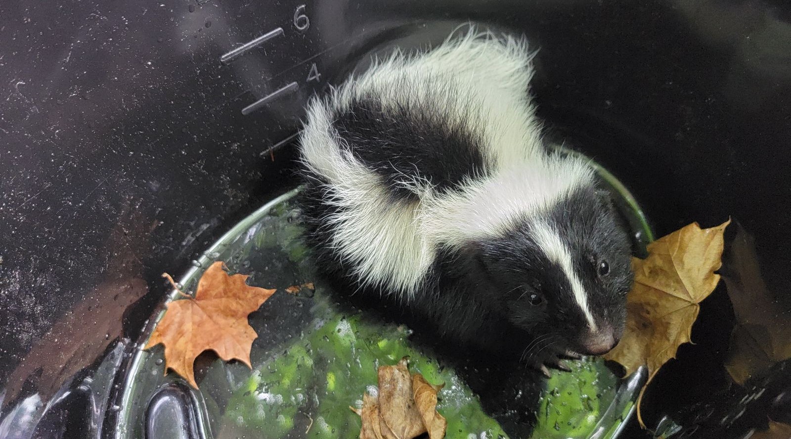 Debunking Myths About Skunk Spray