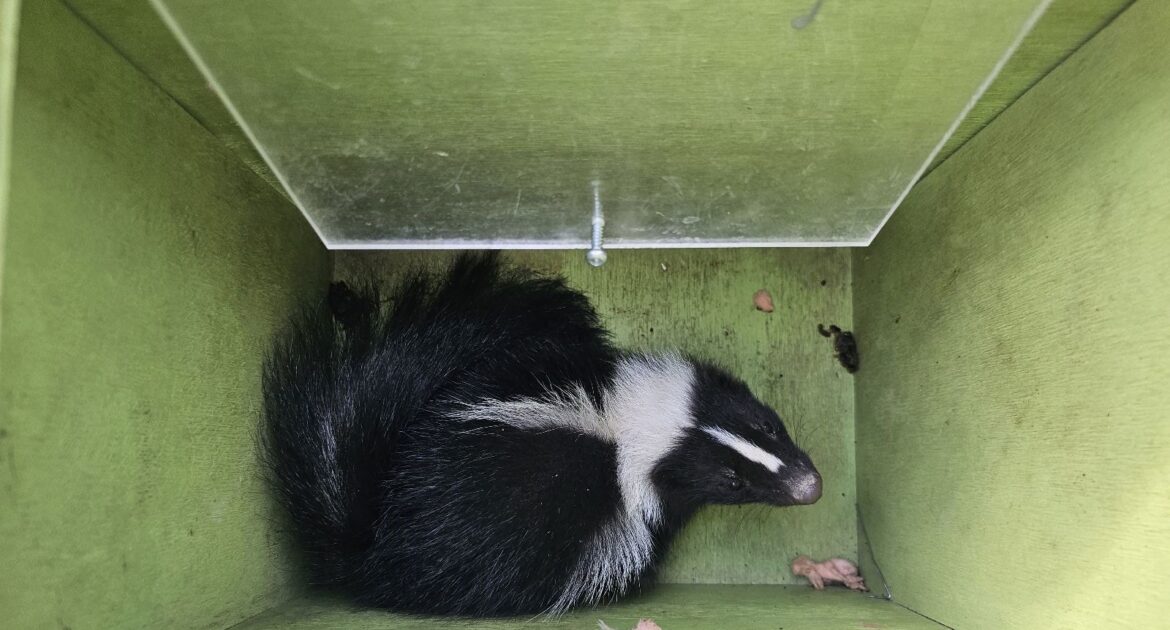 Everything You Need to Know About Skunk Burrowing