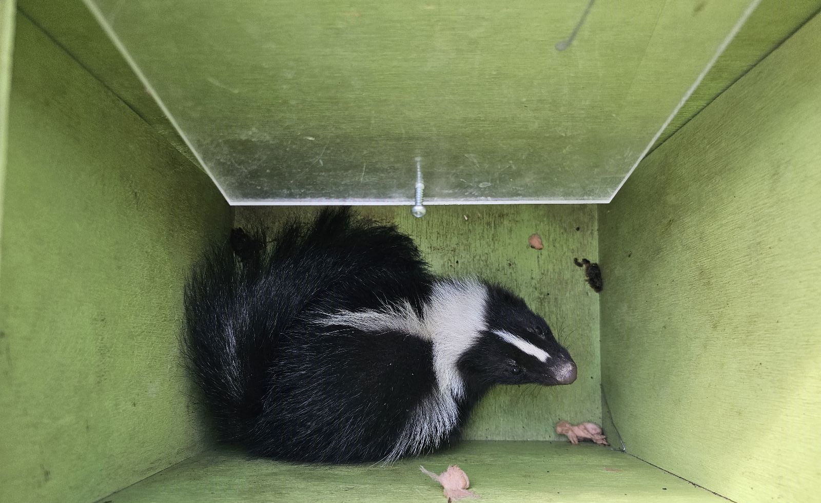 Everything You Need to Know About Skunk Burrowing