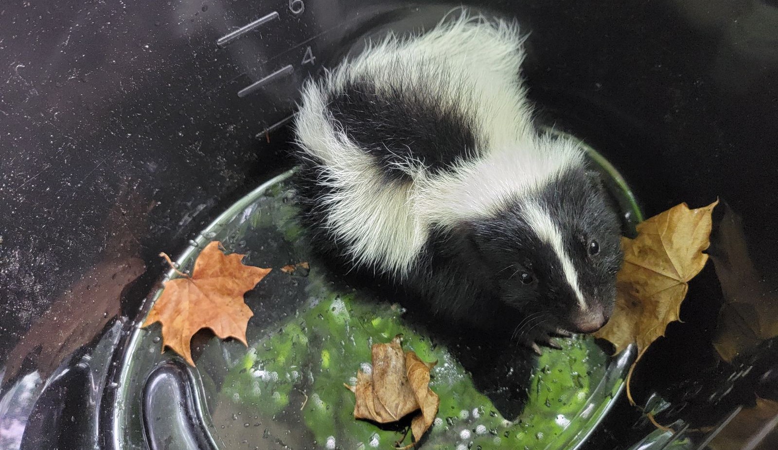 Handling Skunk Encounters and Avoiding Potential Spray Situations