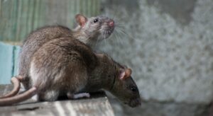 Hidden Threat of Rat Infestations