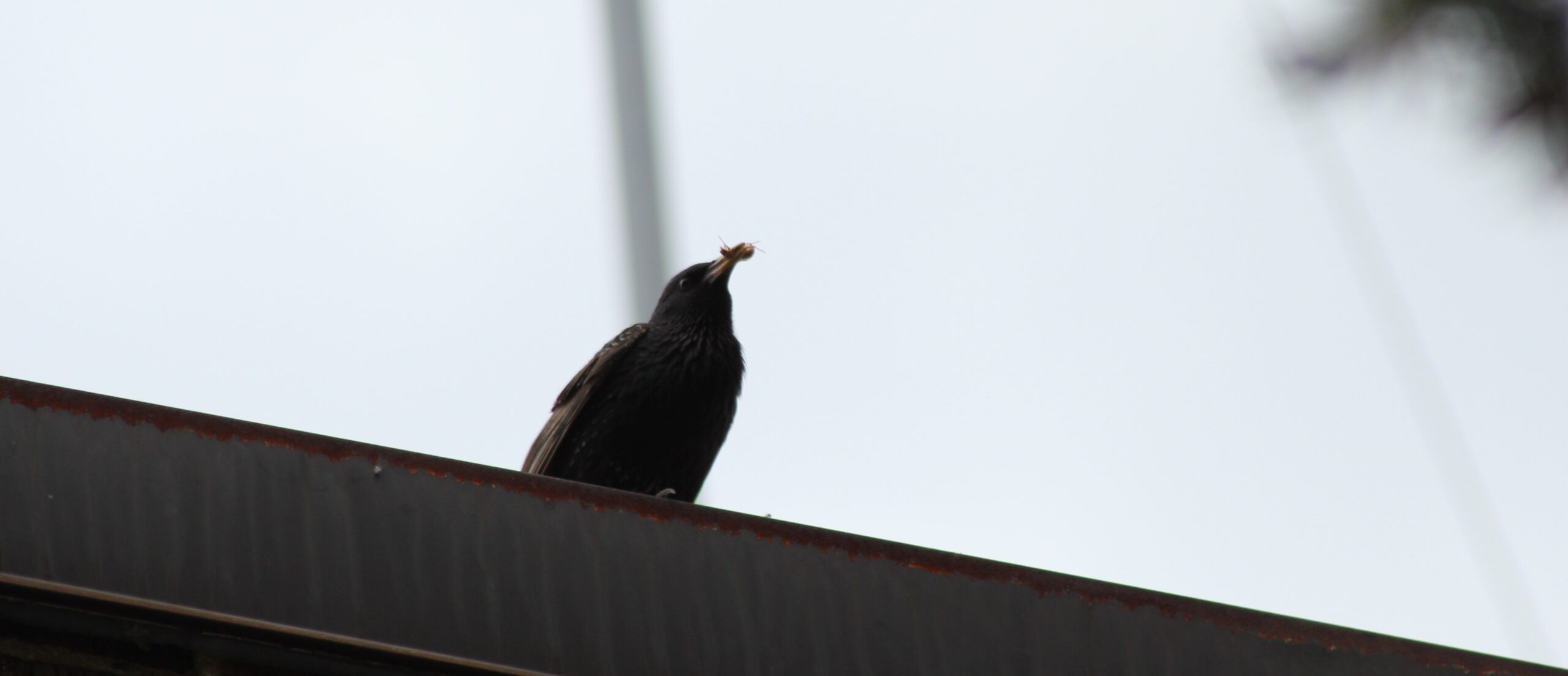 How Birds Can Affect Your Lawn - Prevention Strategies