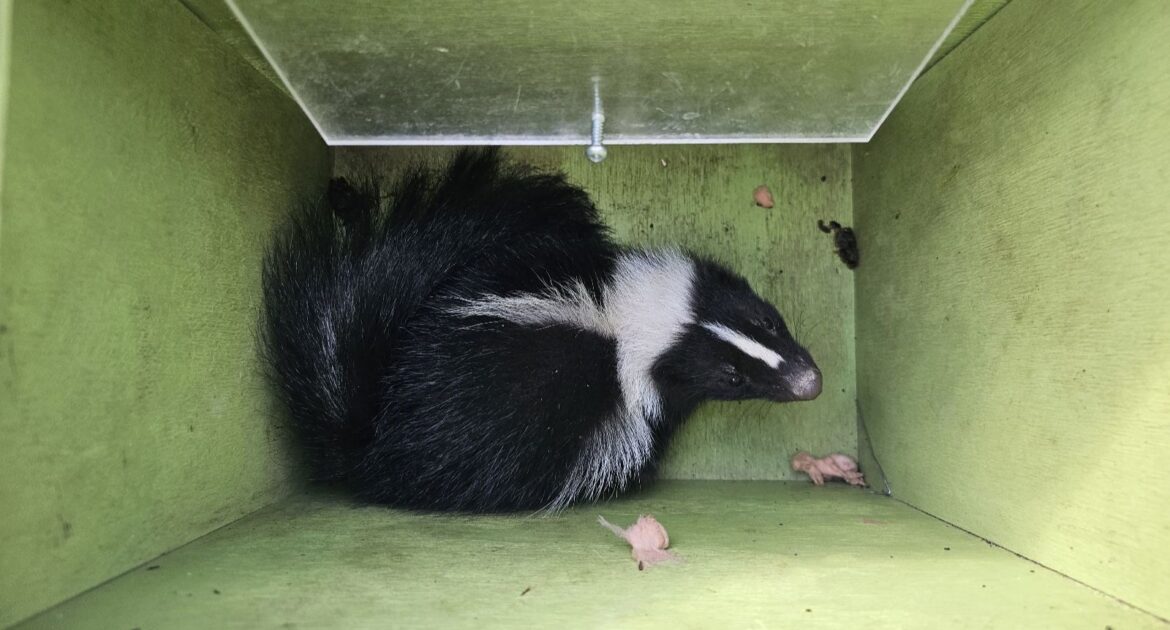 How Skunks Use Burrows and Why Protecting Your Property Matters