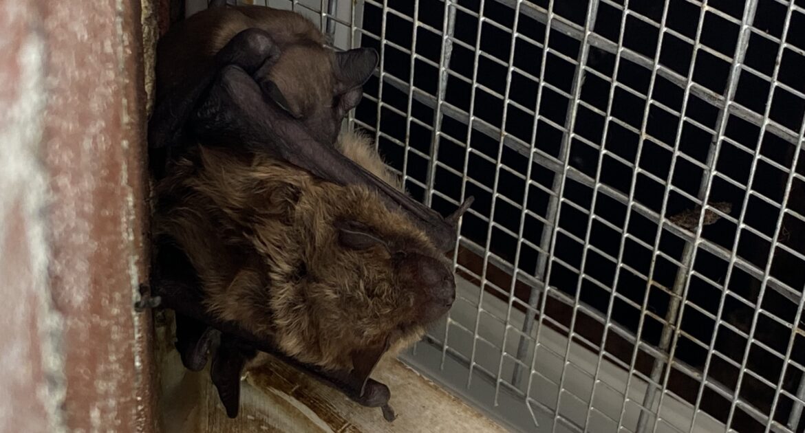 How To Handle a Bat Encounter