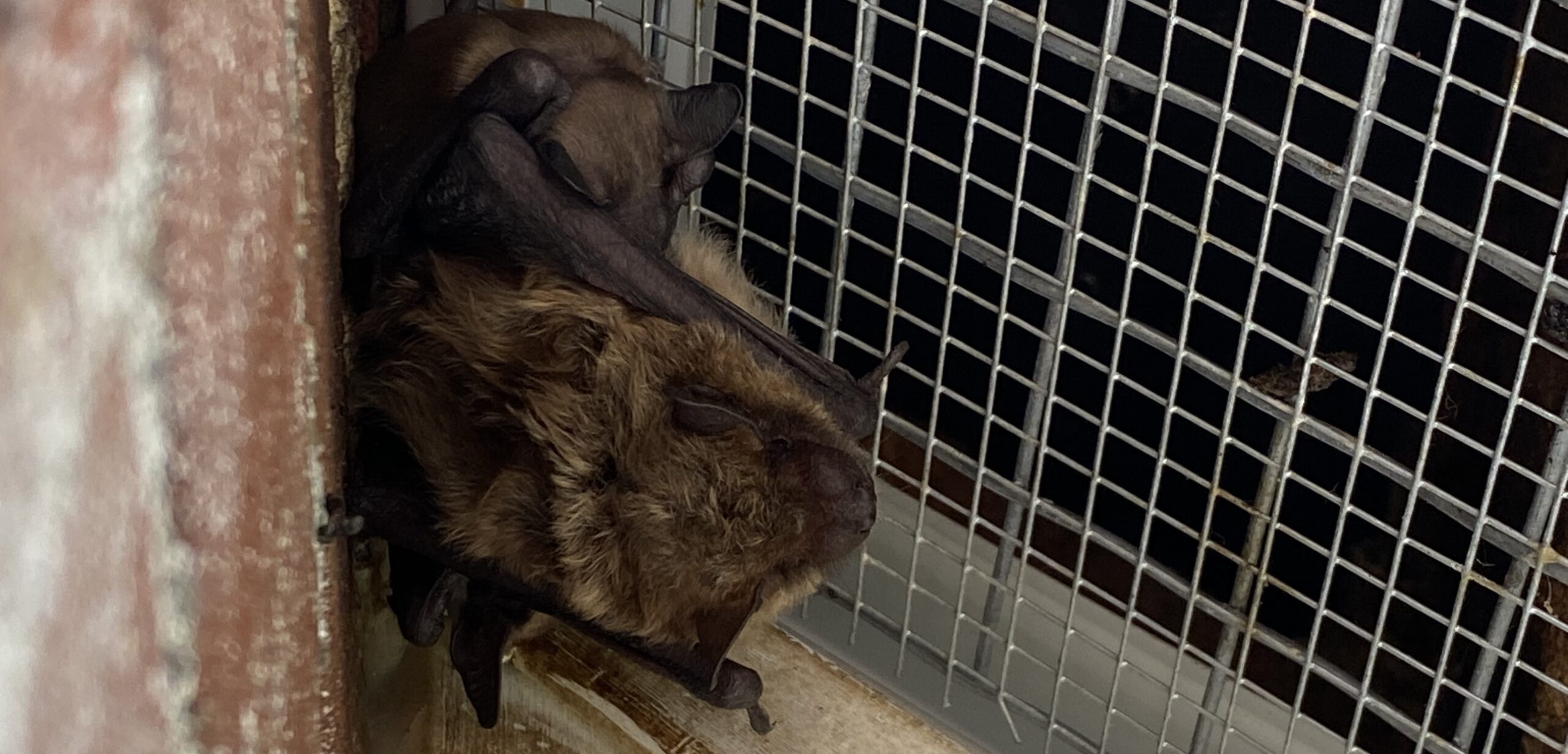 How To Handle a Bat Encounter