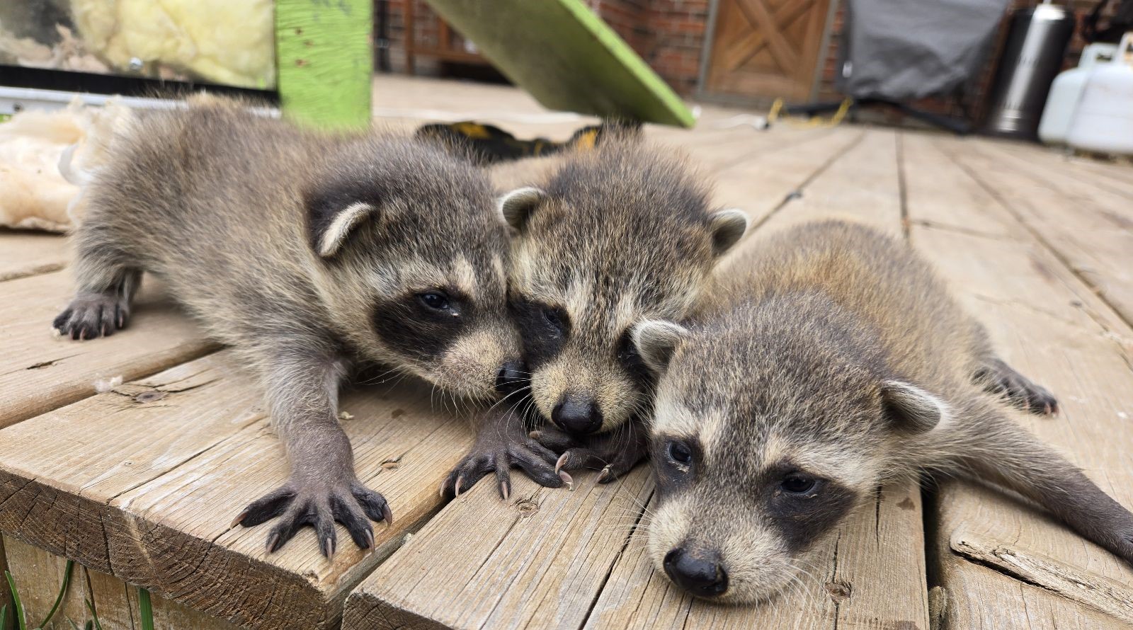 How to Keep Raccoons Away from Your Backyard