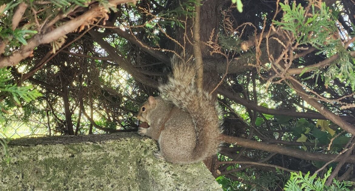 How to Keep Squirrels Out of Your Pittsburgh Attic This Spring