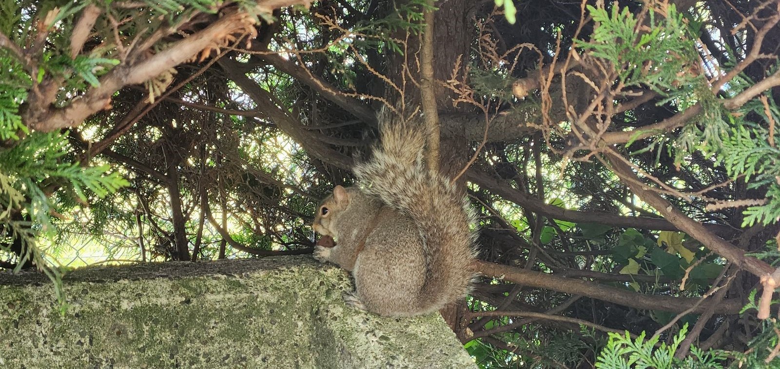 How to Keep Squirrels Out of Your Pittsburgh Attic This Spring