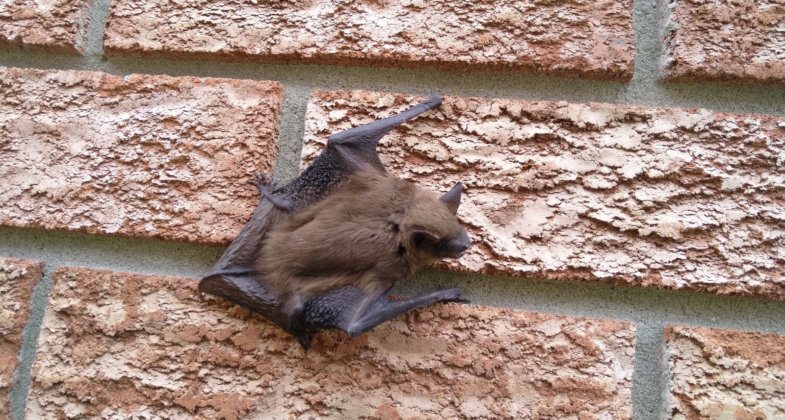 How to Safeguard Your Chimney and Eaves from Bats
