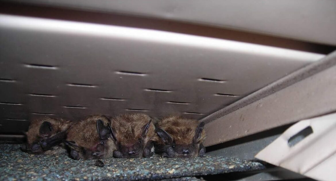 How to Spot Bat Activity in Seasonal Properties