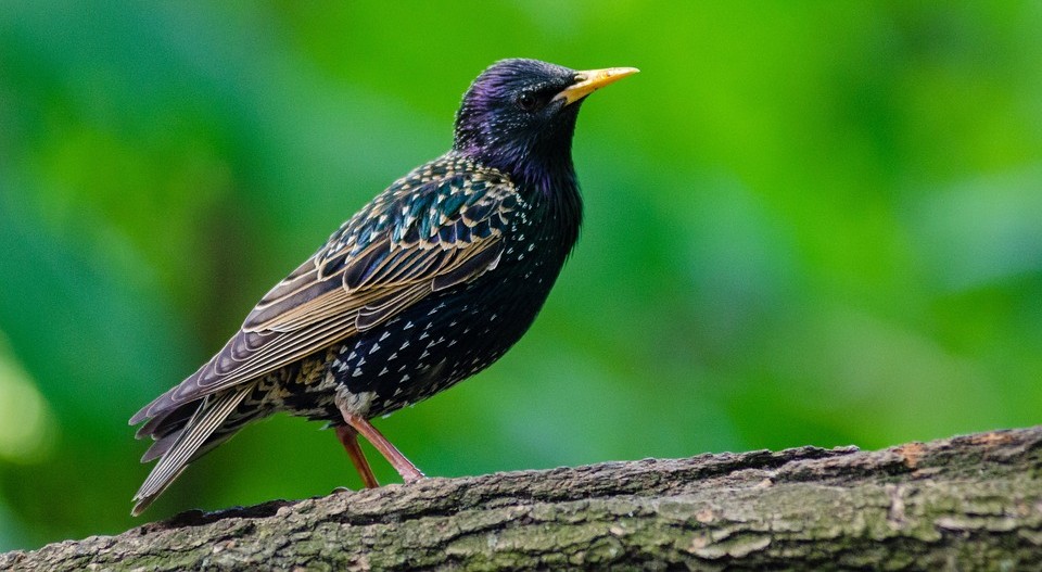Keep Birds Off Of Your Balcony - Humane Tips